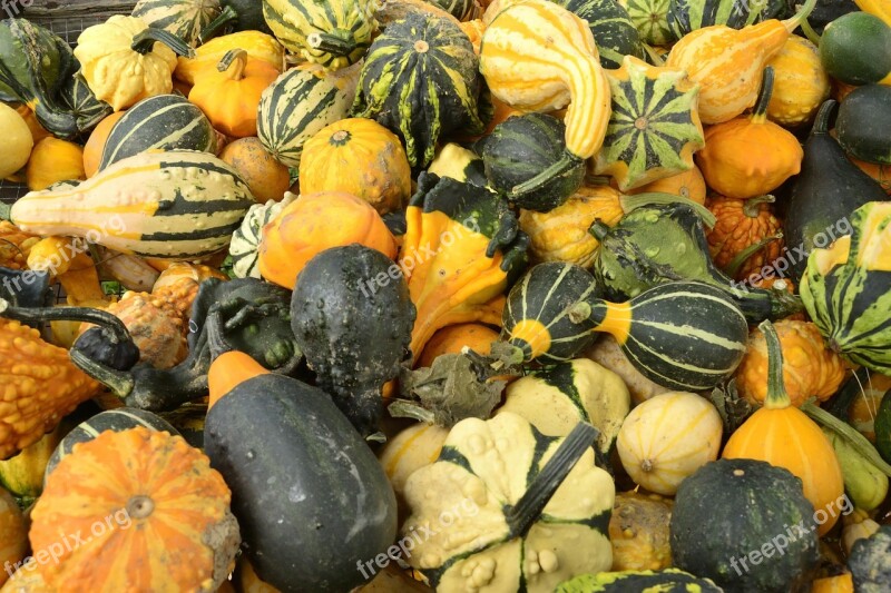 Autumn Fall Harvest Gourd Squash