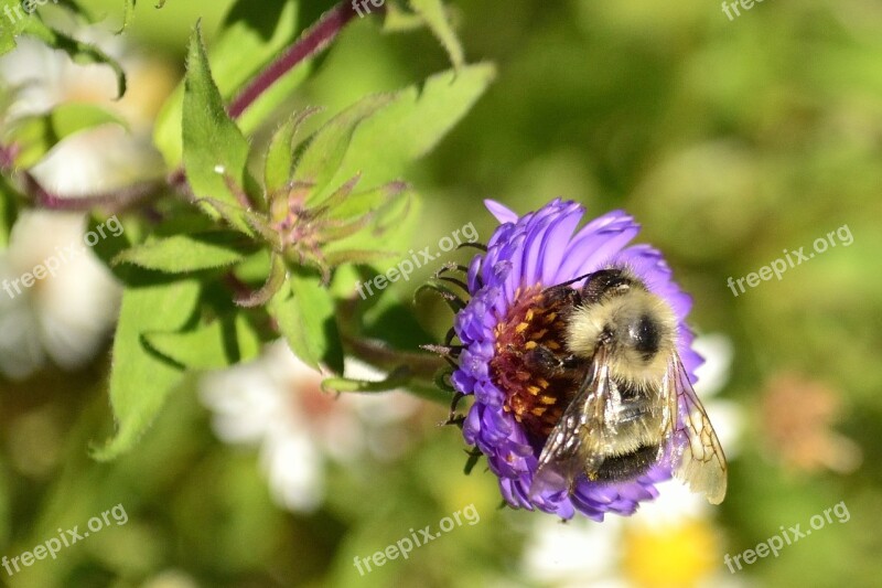 Bee Flower Nature Purple Wildflower