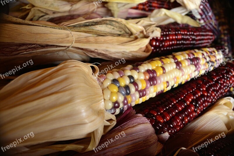 Fall Harvest Indian Corn Corn Dried Corn