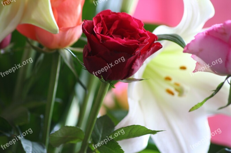 Rose Roses Red Flower Bouquet