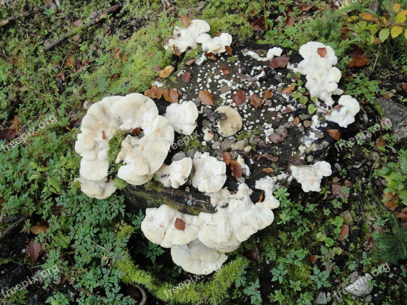 Tree Sponges Mushrooms Tree Fungus Forest Sponges