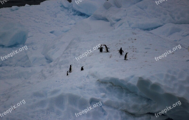 Penguins Antarctica Penguin Animals Bird