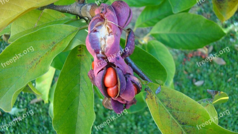 Magnolia Tree Blossom Bloom Nature