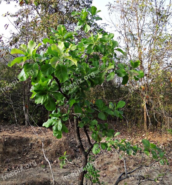 Madhuca Longifolia Tree Mahwa Mahua Iluppai