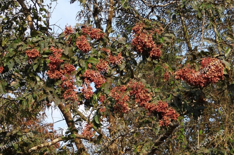 Terminalia Paniculata Kinjal Flowering Murdah Asvakarnah Western Ghats