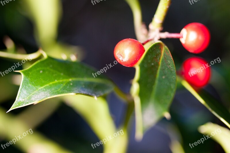 Holly Ilex Winter Berries Berries Christdorn