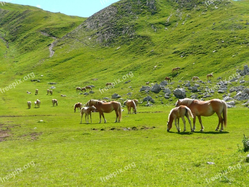 Horses Herd Avellino Mountain Dolomites