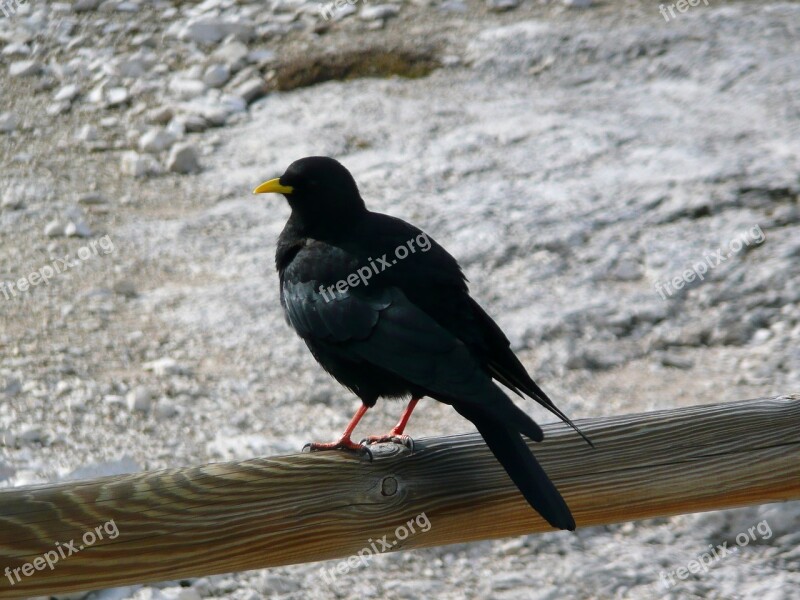 Crow Mountain Yellow Beak Free Photos