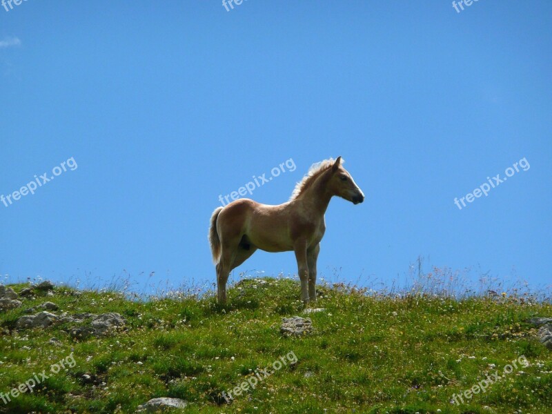 Horse Foal Avellino Free Photos