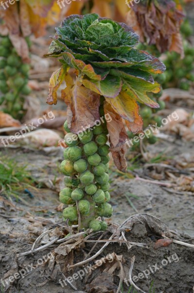 Brussels Sprouts Plant Sprouts Cabbage Nature Vegetable