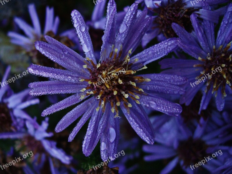 Flower Dew Raindrop Purple Flowers Summer Flowers