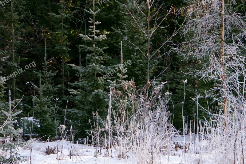 Huuretta Trees Frosty Landscape Frosty Branches Landscape Finnish