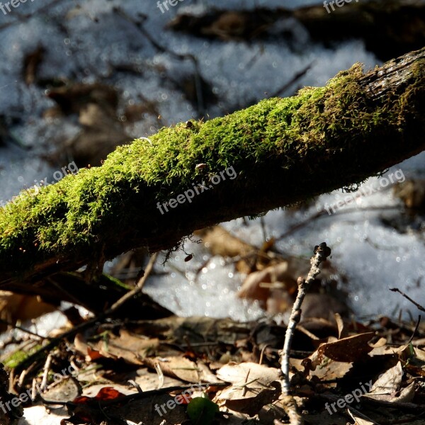 Moss Mossy Old Branch Moss-covered Branch Free Photos