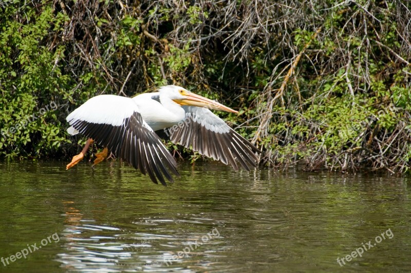 Pelican Utah Landing Birds Nature