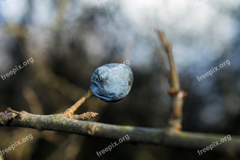 Sloe Spring Nature Branch Macro