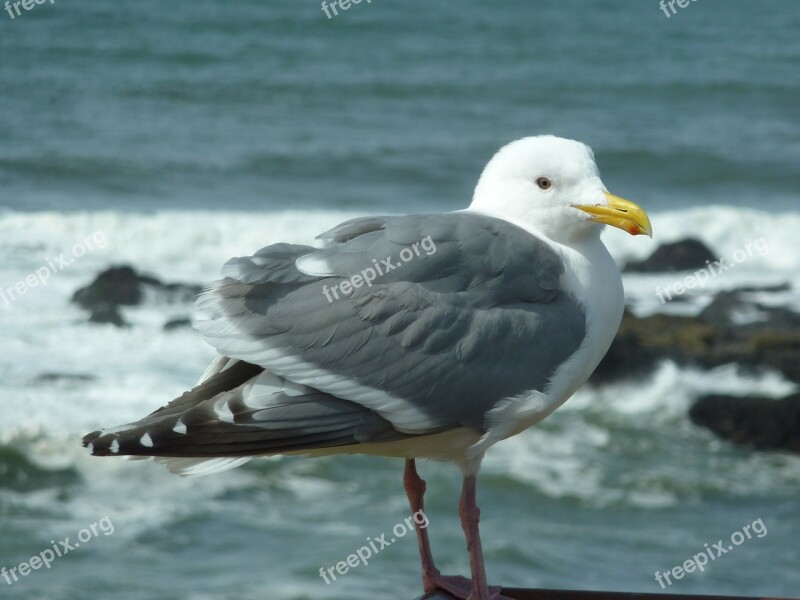 Seagull Bird Beach Coast Water