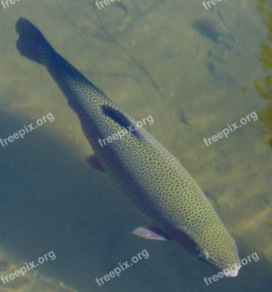 Trout Rainbow Trout Fish Fishing River