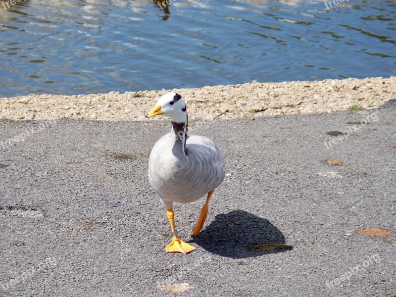 Bar-headed Goose Goose Anser Indicus Grey-white Feathers Web Feet