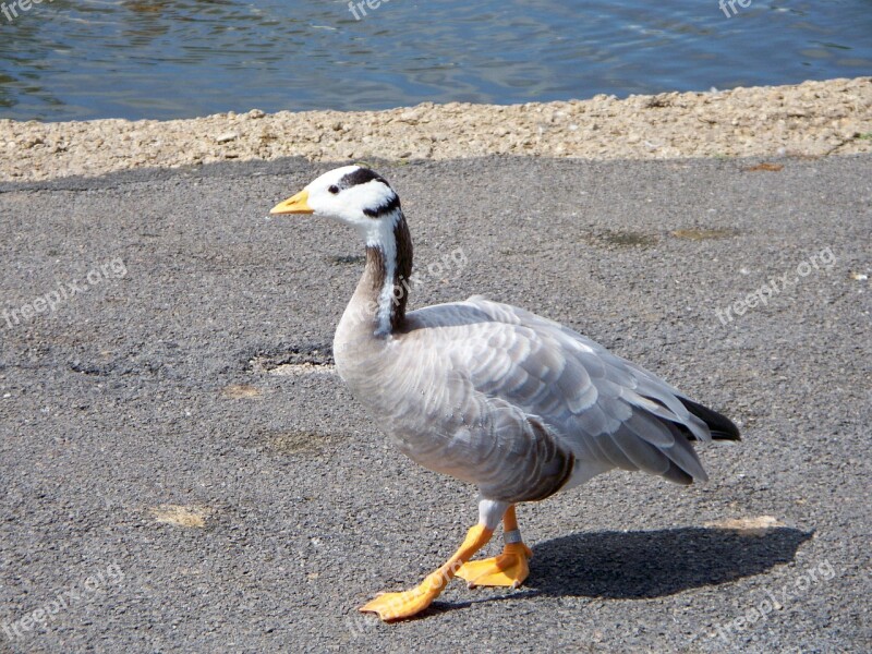 Bar-headed Goose Goose Anser Indicus Grey-white Feathers Web Feet