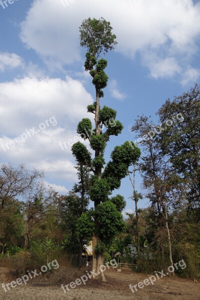 Terminalia Tree Tall Forest Western Ghats