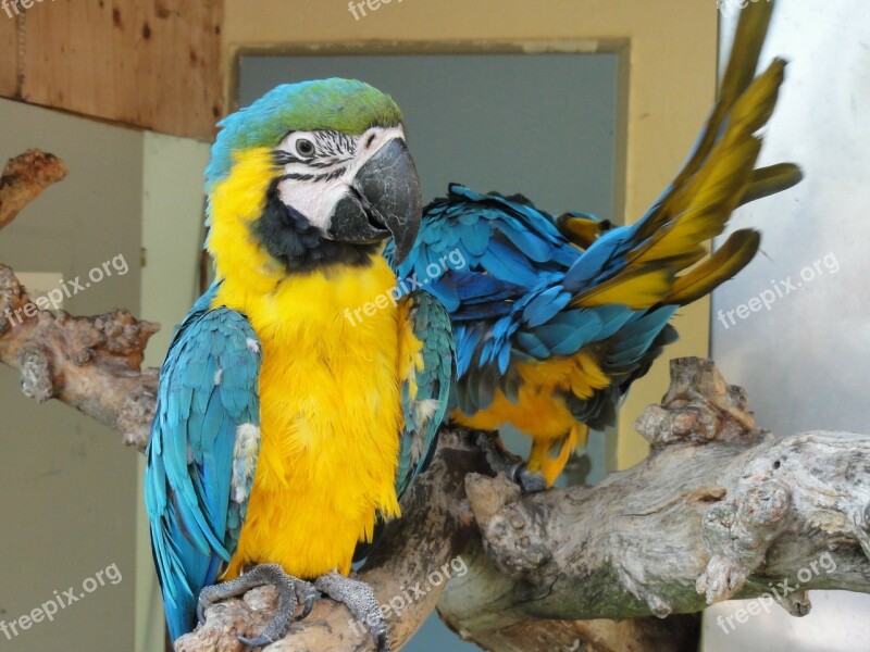 Ara Parrot Bird Yellow Blue