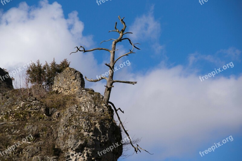 Dead Tree Dry Lonely Rock Tree