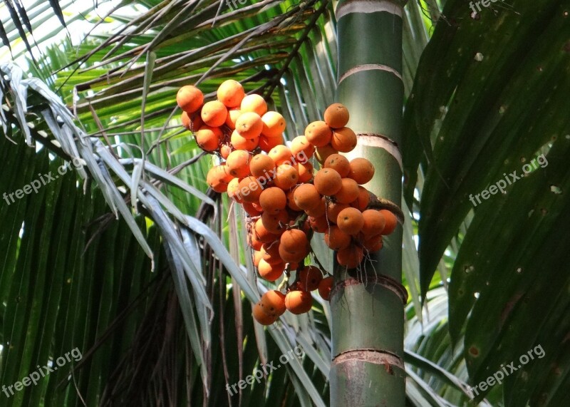 Arecanut Betelnut Nut Palm Nut Areca Palm