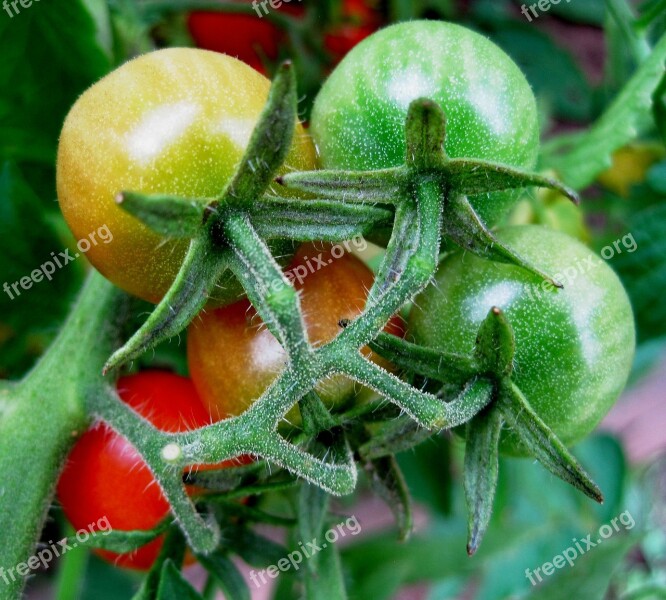 Cocktail Tomatoes Tomatoes Cocktail Small Round