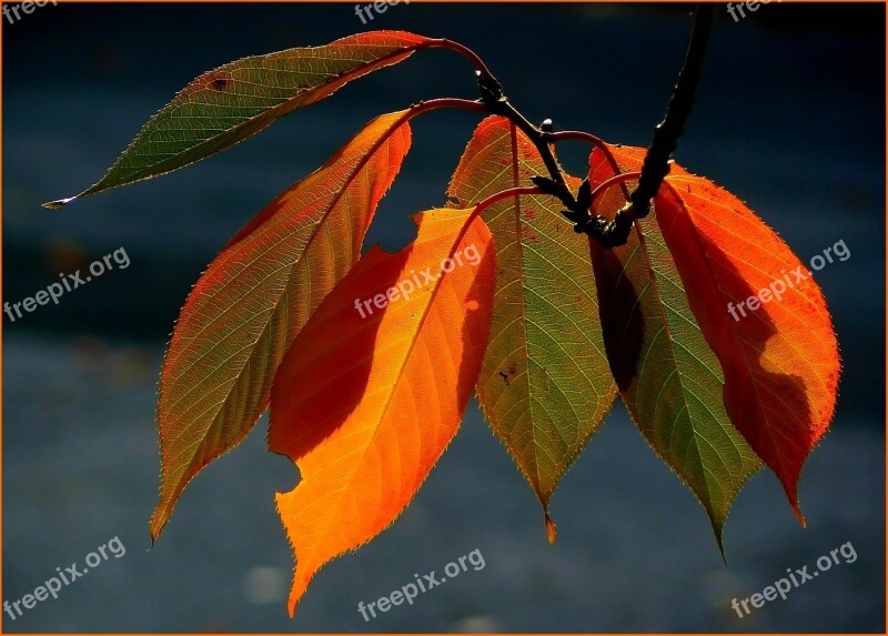 Fall Foliage Colorful Leaves Autumn Colours Autumn Golden Autumn