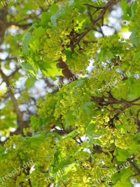 Spring May Maple Deciduous Tree Maple Branch