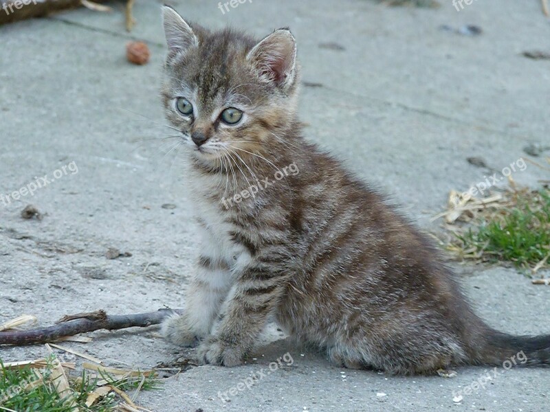 Cat Animal Young Playful Pet