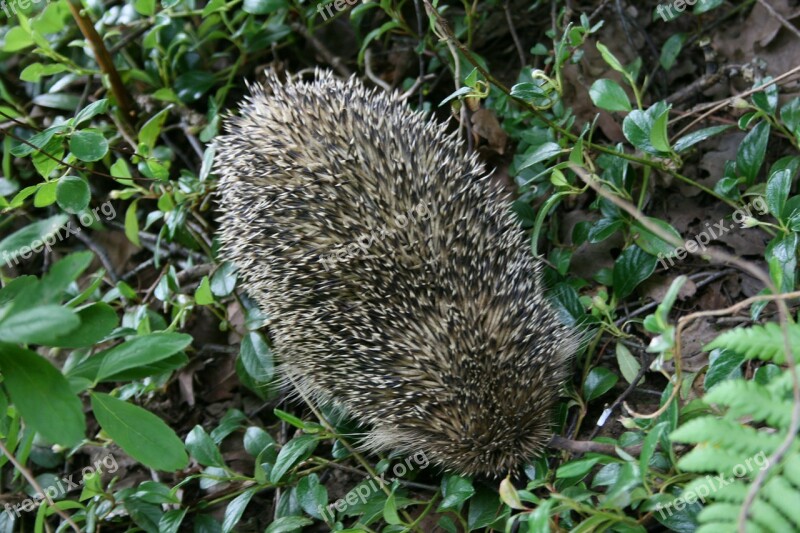 Hedgehog Nature Animal Free Photos