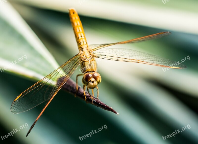 Dragonfly Insect Animal Close Up Wing