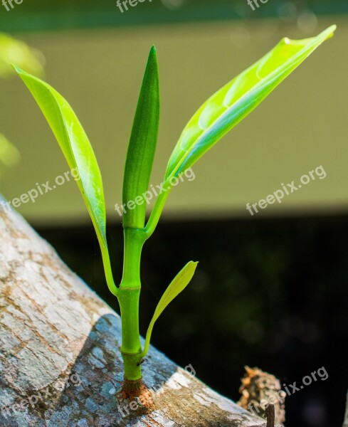 Young Drove Branches Tree Plant Spring