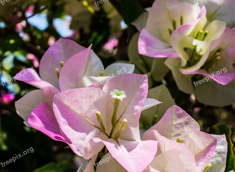 Flowers Shrub Bloom Blossom Bloom Flower