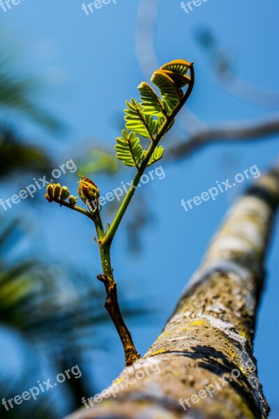 Young Drove Branches Tree Plant Spring