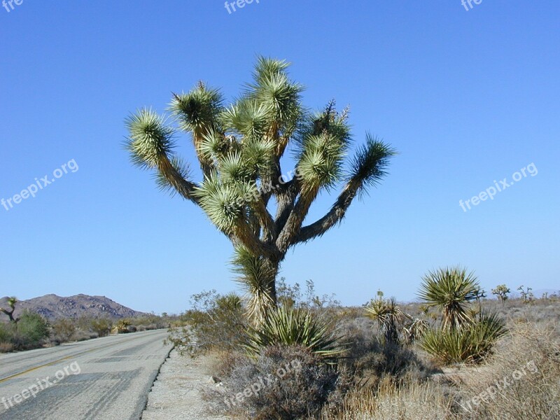 Joshua Tree Joshua Tree National Park Dry Desert Road Nature