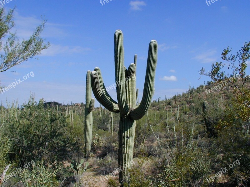 Saguaro Cactus Prickly Free Photos