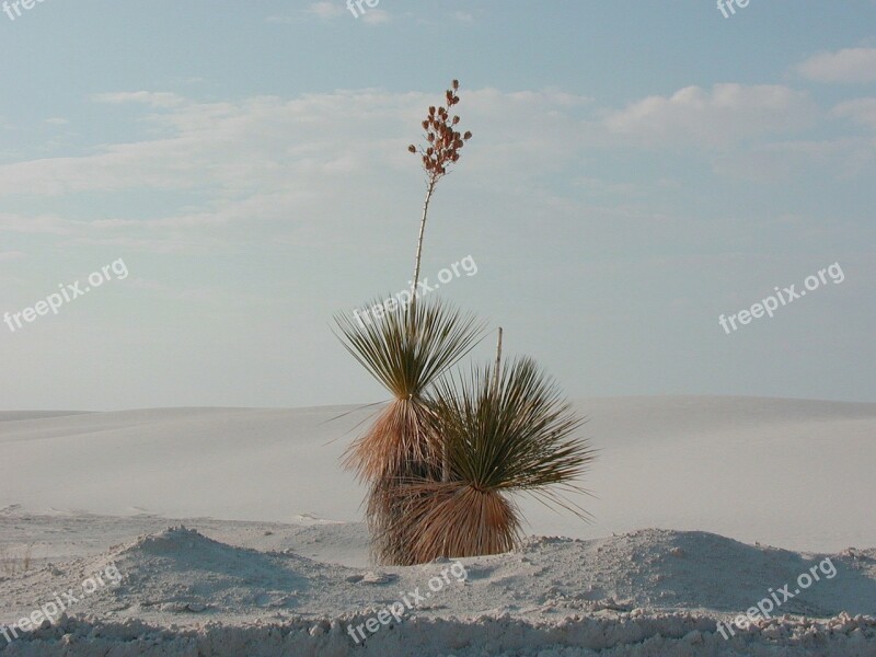 Yucca Desert Plant White Sands Desert Grass Plant