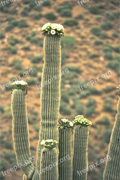 Saguaro Cactus Cactus Blossom Plant Blossom