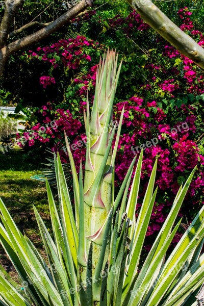 Agave Agave Flower Nature Free Photos