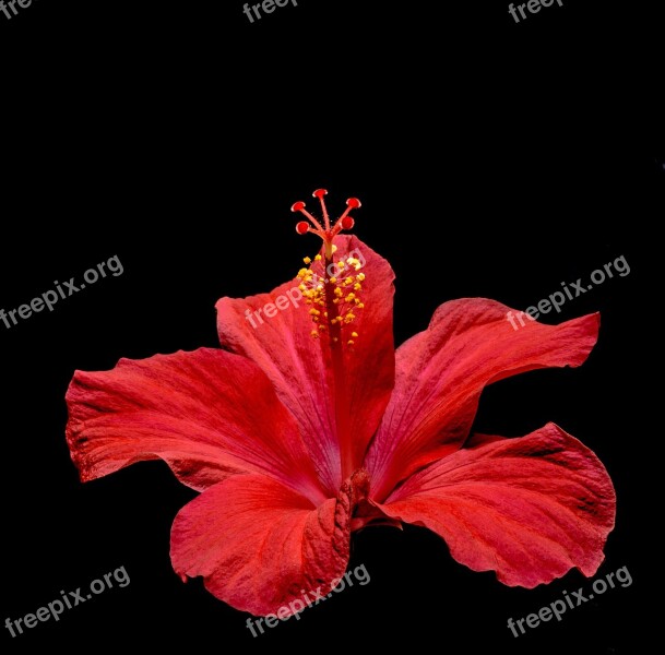 Hibiscus Blossom Bloom Flower Red