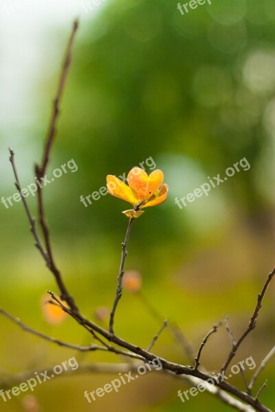 Spring Living Foods Flowers Branch Free Photos