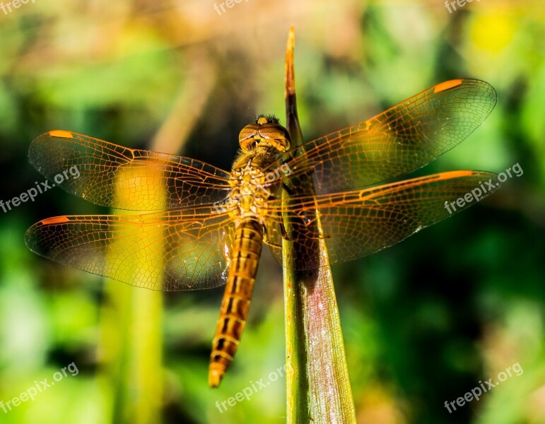 Dragonfly Insect Animal Close Up Wing