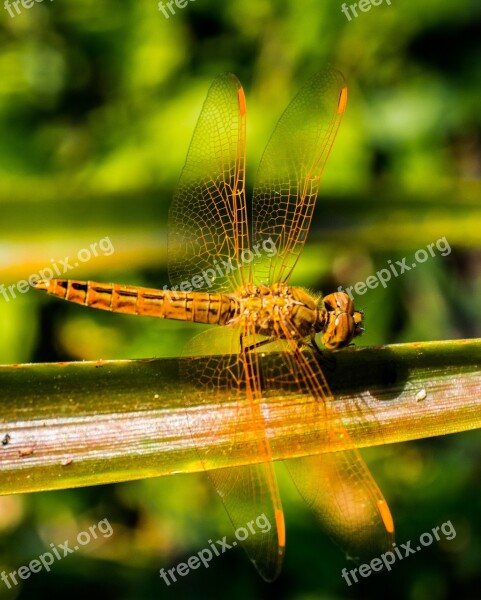 Dragonfly Insect Animal Close Up Wing