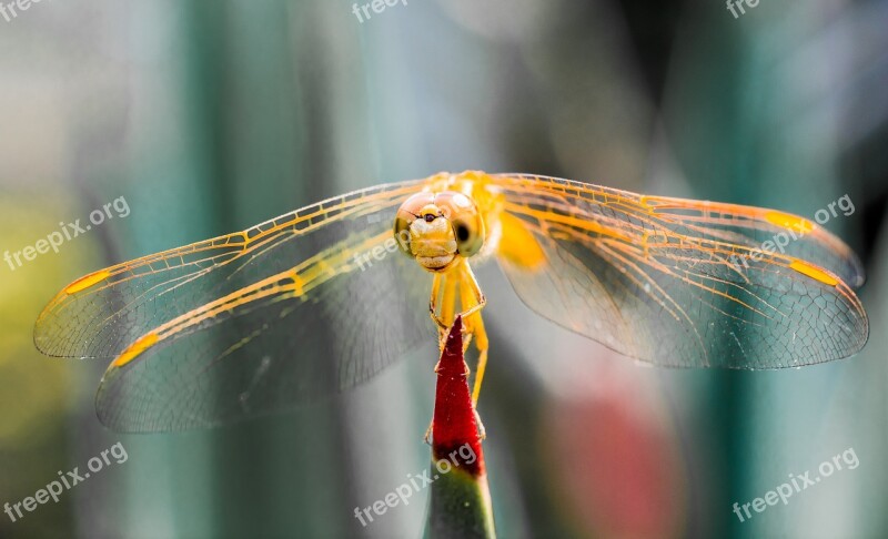 Dragonfly Insect Animal Close Up Wing