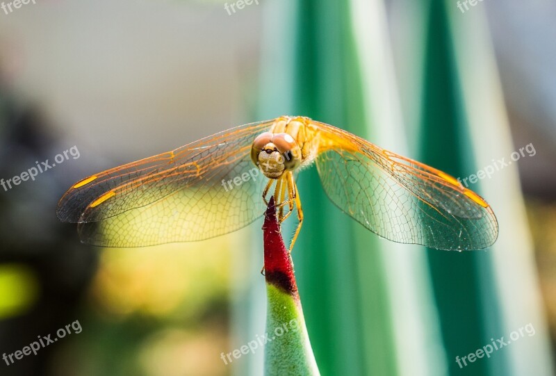 Dragonfly Insect Animal Close Up Wing