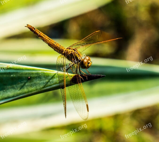 Dragonfly Insect Animal Close Up Wing