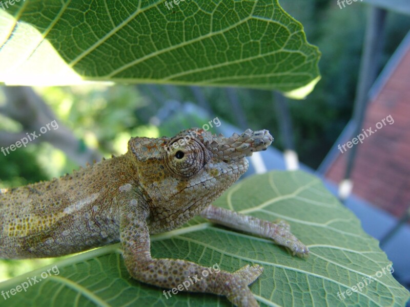 Chameleon Tavetanum Lizard Jungle Reptile