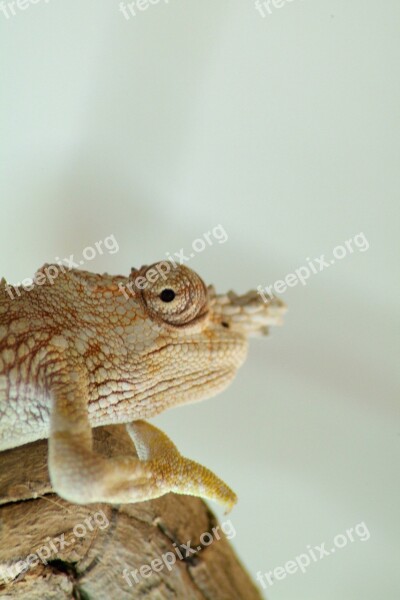 Chameleon Sleep Ordinary Chameleon Reptile Animal Green